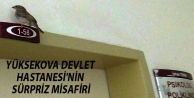 Yüksekova Devlet Hastanesi'nin Sürpriz Misafiri