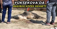 Yüksekova'da başıboş köpek dehşeti