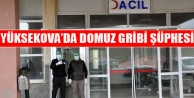 Yüksekova'da Domuz Gribi Şüphesi