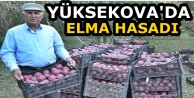 Yüksekova'da Elma Hasadı Yapıldı