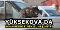 Yüksekova'da Sokak Kedisinin Güneş Keyfi