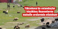 Yüksekova’da vatandaşlar küçükbaş Hayvanlarını...