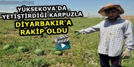 Yüksekova'da Yetiştirdiği Karpuzla Diyarbakır'a...