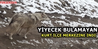 Yüksekova'da Yiyecek Bulamayan Kurt İlçe Merkezine...