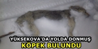 Yüksekova'da yolda donmuş köpek bulundu