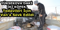 Yüksekova'daki İki Köpek, Tedavileri İçin Van'a...