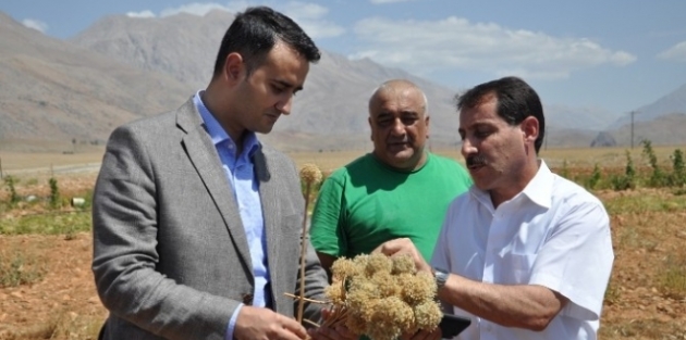 Tunceli'de Dağ Sarımsağı Tarlada Yetiştiriliyor