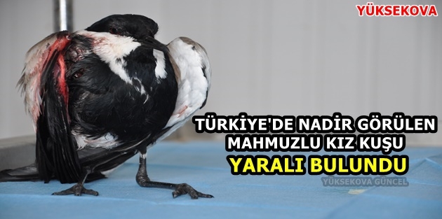 Türkiye'de Nadir Görülen Mahmuzlu Kız Kuşu Yaralı Bulundu