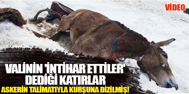 Valinin 'İntihar ettiler' dediği katırlar askerin talimatıyla kurşuna dizilmiş!