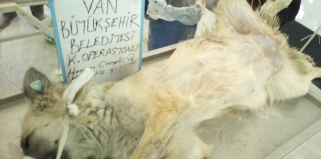 Van Büyükşehir Belediyesi, 550 köpeği kısırlaştırdı