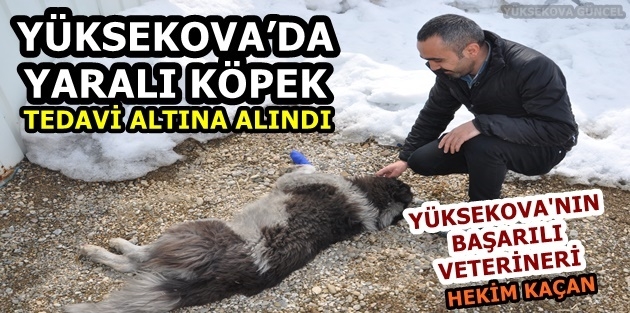 Yaralı köpek tedavi altına alındı