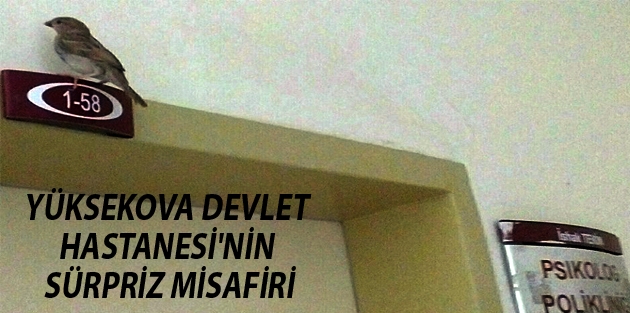 Yüksekova Devlet Hastanesi'nin Sürpriz Misafiri