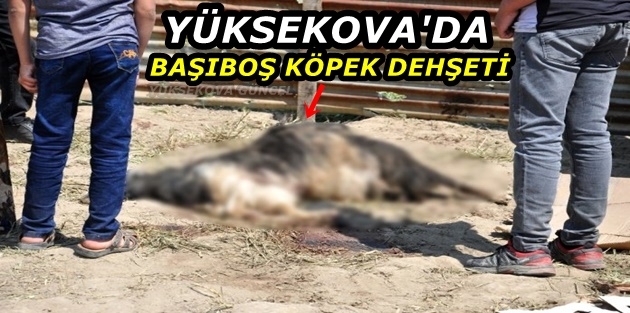 Yüksekova'da başıboş köpek dehşeti