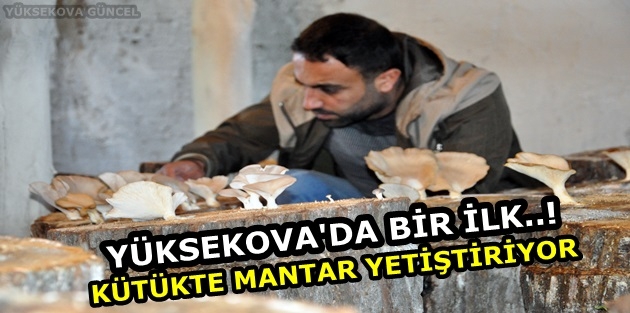 Yüksekova'da Bir İlk..! Kütükte Mantar Yetiştiriyor