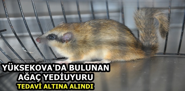 Yüksekova'da Bulunan Ağaç Yediuyuru Tedavi Altına Alındı