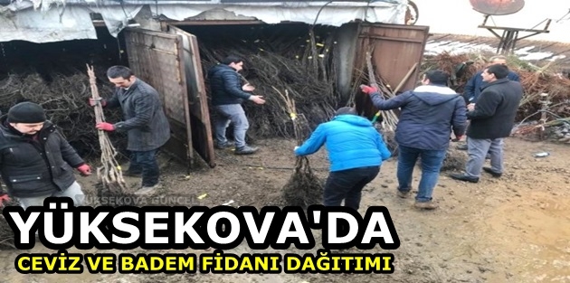 Yüksekova'da Ceviz ve Badem Fidanı Dağıtımı