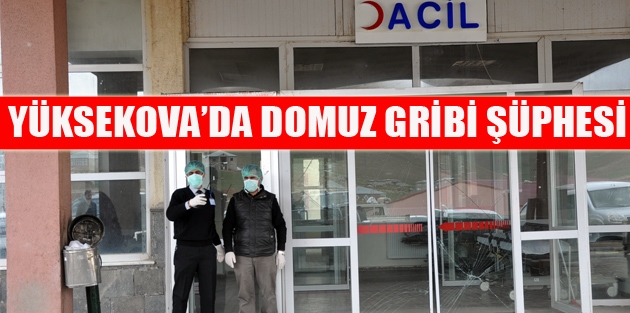 Yüksekova'da Domuz Gribi Şüphesi