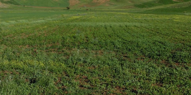 Yüksekova’da ekilen Aspir tohumu çiçeklenmeye başladı