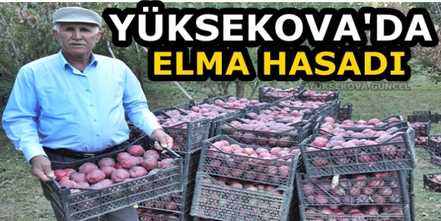 Yüksekova'da Elma Hasadı Yapıldı