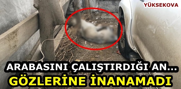 Yüksekova'da 'Köpek' Donduran Soğuklar