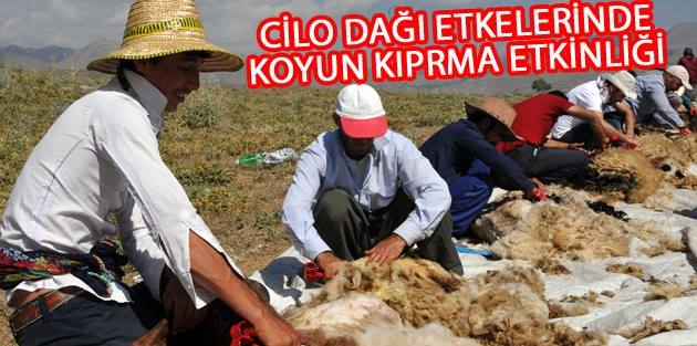 Yüksekova'da koyun kırpma şenliği