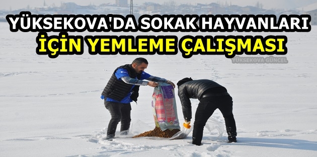 Yüksekova'da Sokak Hayvanları İçin Yemleme Çalışması