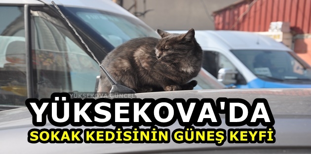 Yüksekova'da Sokak Kedisinin Güneş Keyfi