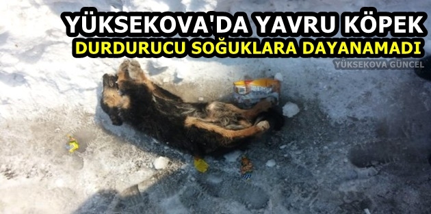 Yüksekova'da Yavru Köpek Durdurucu Soğuklara Dayanamadı