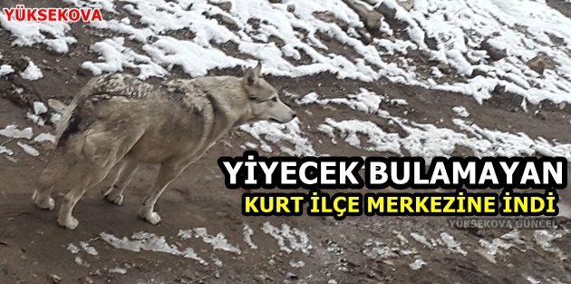 Yüksekova'da Yiyecek Bulamayan Kurt İlçe Merkezine İndi