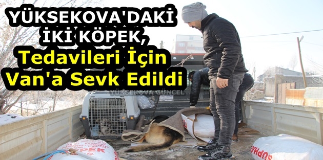 Yüksekova'daki İki Köpek, Tedavileri İçin Van'a Sevk Edildi