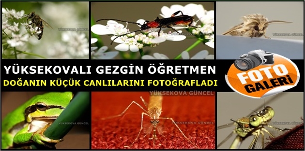 Yüksekovalı Gezgin Öğretmen Doğanın Küçük Canlılarını Fotoğrafladı