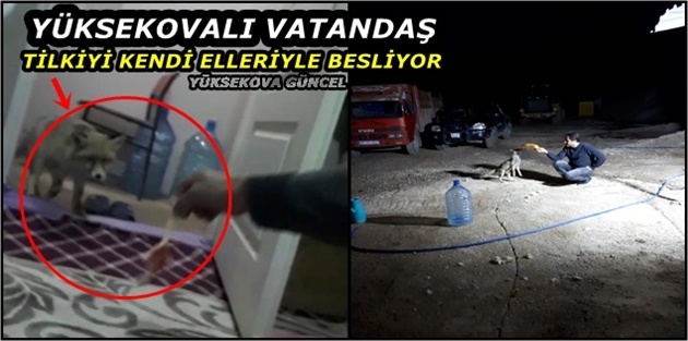 Yüksekovalı Yılmaz Tilkiyi Kendi Elleriyle Besliyor